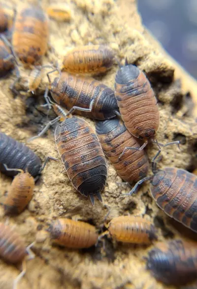 plant/Porcellio scaber "Lavas" 12ct isopods-2-thumbnail