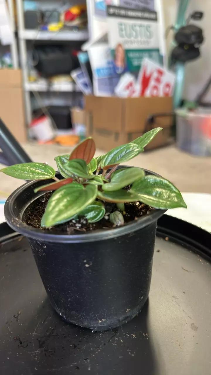 plant/Rosso peperomia-1