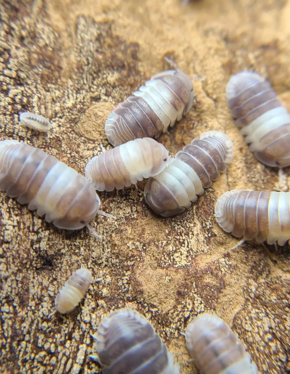 plant/Cubaris "Panda King" 12ct isopods-5