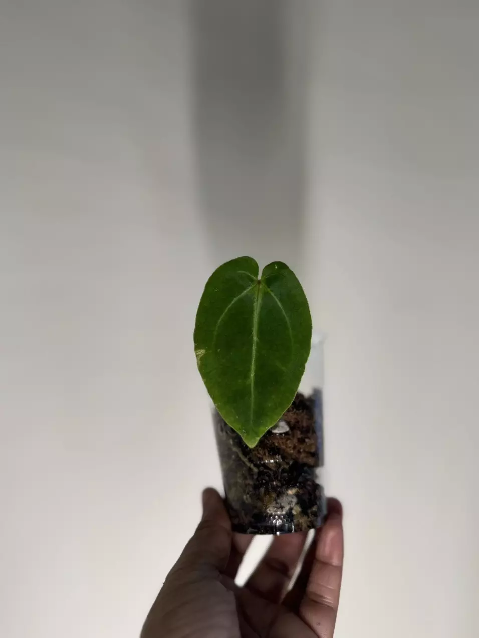 plant/Anthurium Carla X Bess aff-0
