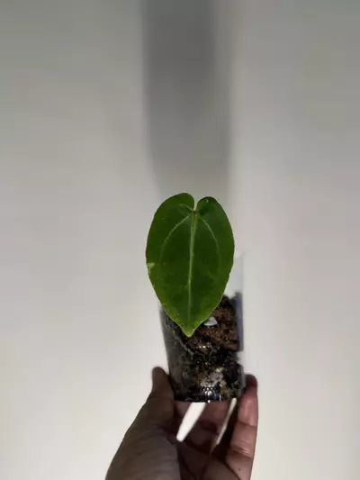 plant/Anthurium Carla X Bess aff-0-thumbnail