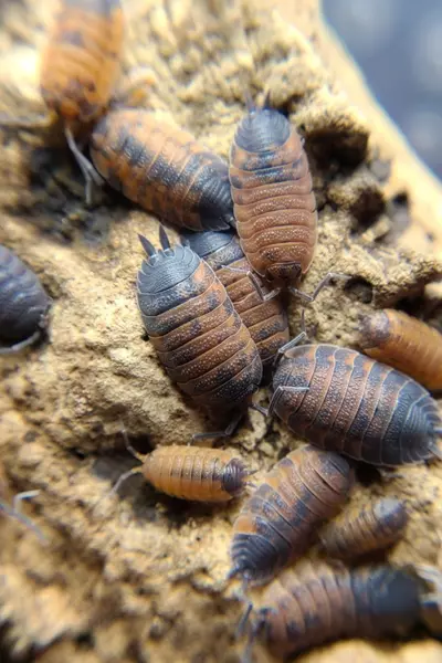 plant/Porcellio scaber "Lavas" 12ct isopods-0-thumbnail