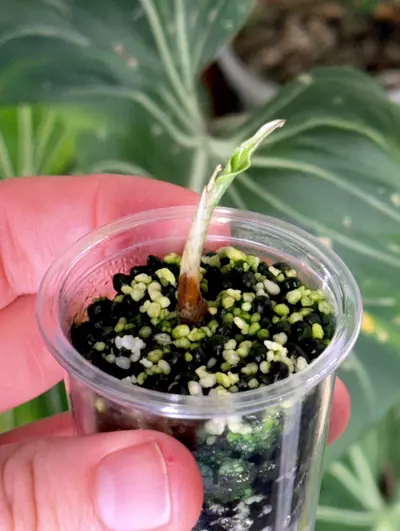 plant/Alocasia Venom Offshoot-2-thumbnail