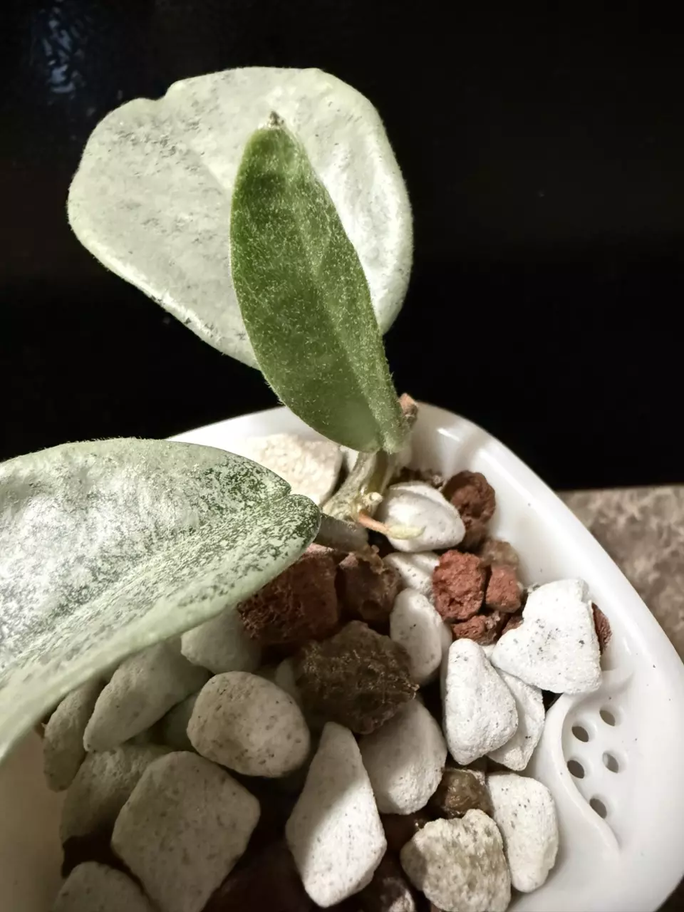plant/Hoya Nova Ghost - rooted cutting-1