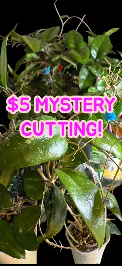 plant/⁉️Mystery cutting! Minimum $10 value!⁉️-0-thumbnail