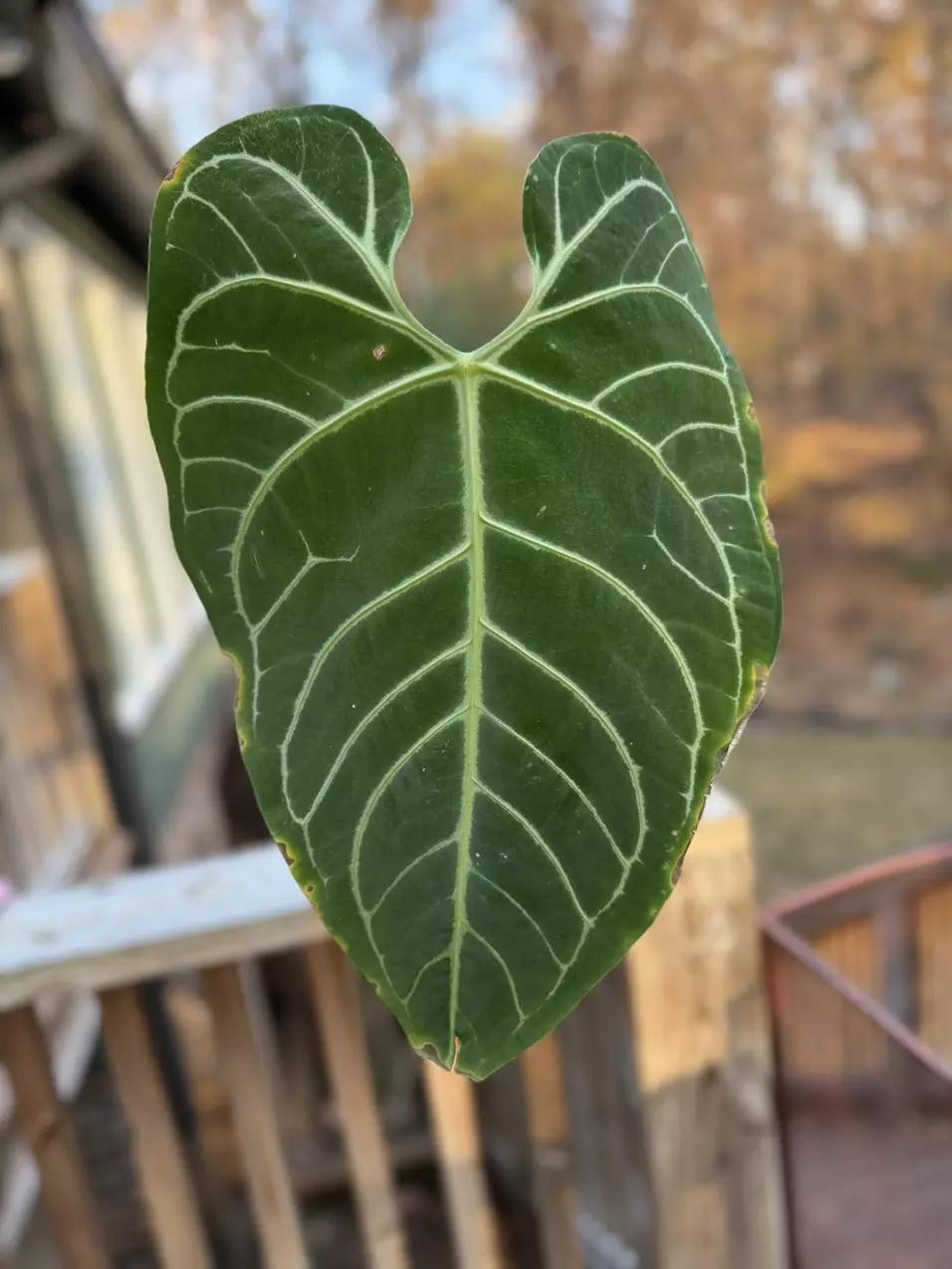 plant/anthurium regale, cosmetic damage, but with active growth point-0