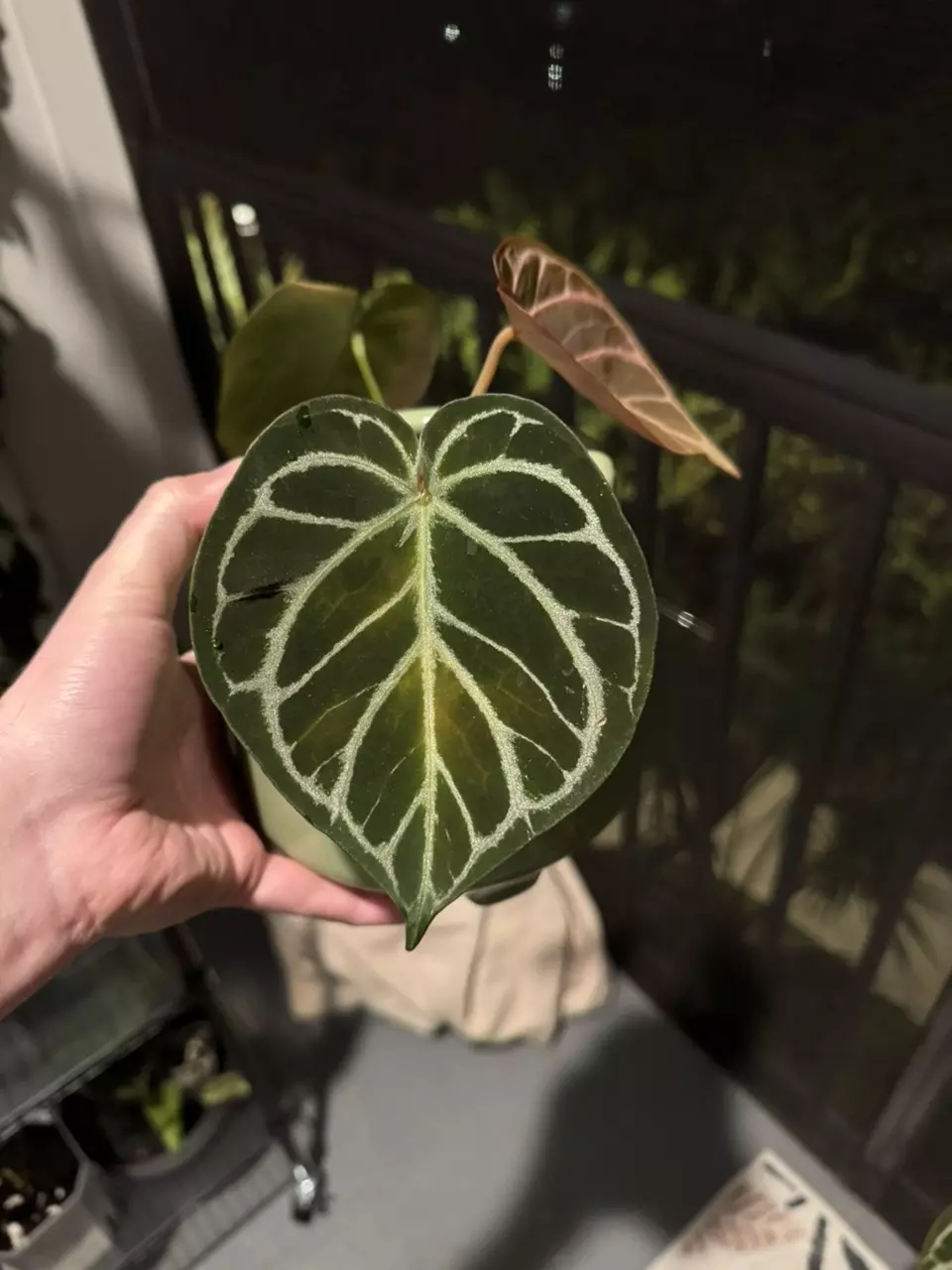 plant/KOS x Red Crystal-0