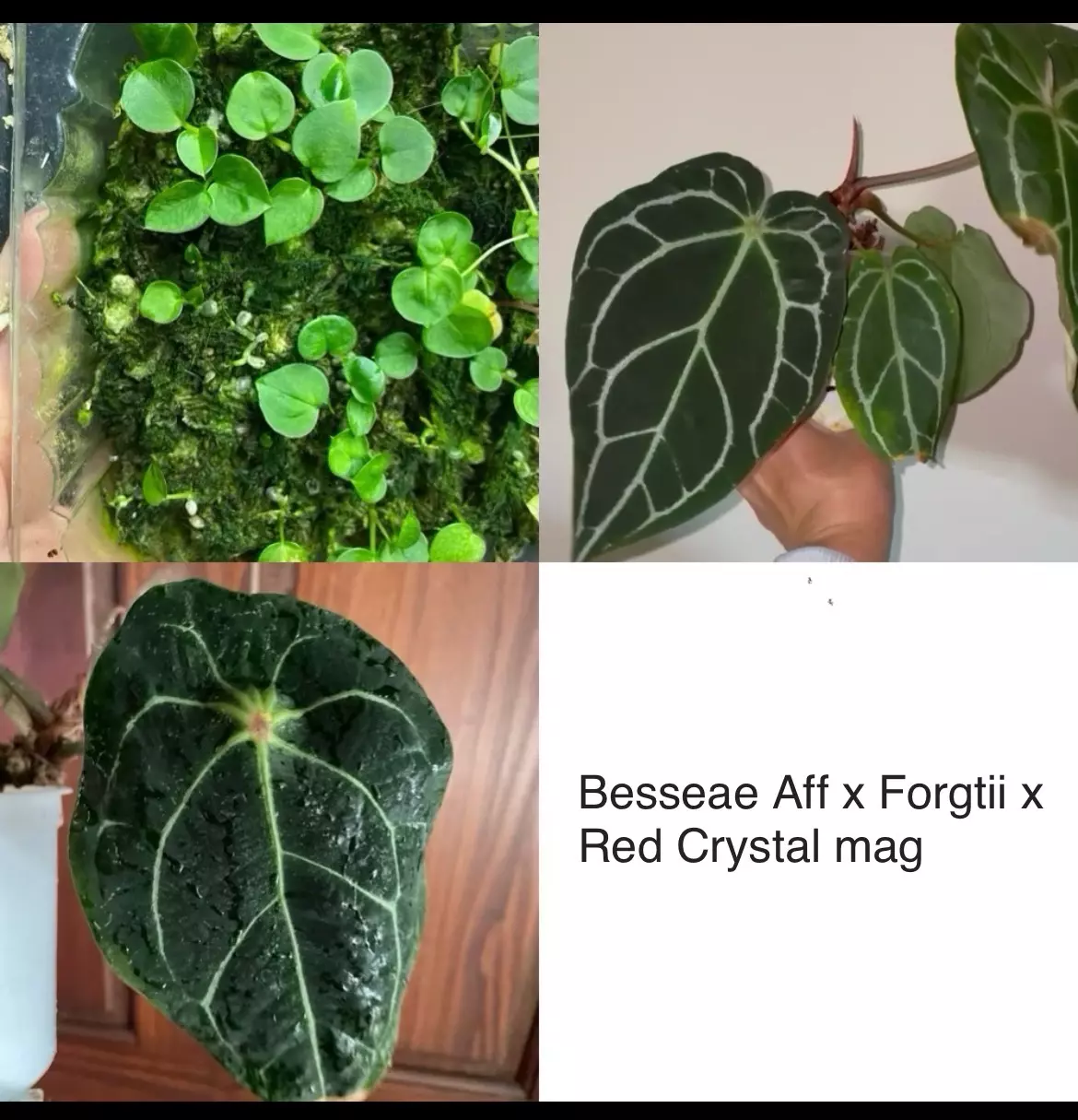 plant/Anthurium Besseae Aff x Forgtii x Red Crystal Mag seedlings 3 pack-0