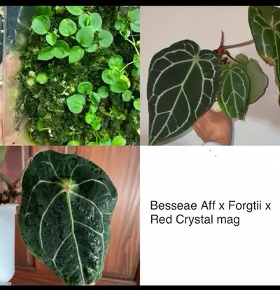 plant/Anthurium Besseae Aff x Forgtii x Red Crystal Mag seedlings 3 pack-0-thumbnail
