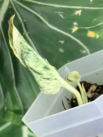 plant/🌿 Teruno “Lovesong” — Rooted & Ready 🌿-1-thumbnail