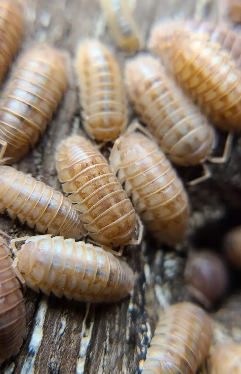 plant/Armadillidium nasatum "Peach" 12ct isopods-0