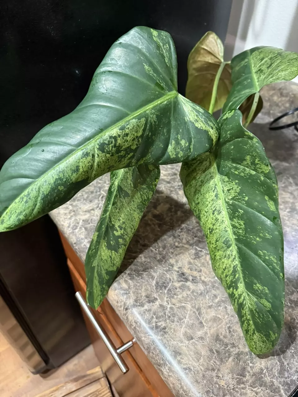 plant/Philodendron Whipple Way Mint - one leaf rooted cutting-1