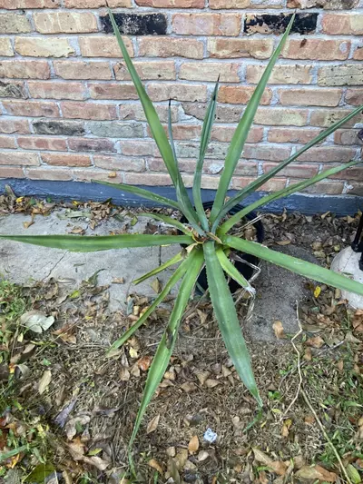 plant/Large Agave variety-1-thumbnail