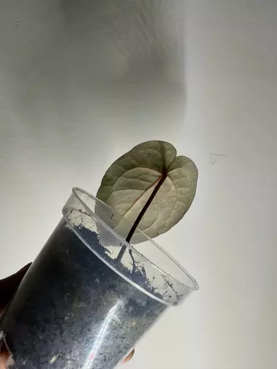 plant/Anthurium NOID-2-thumbnail