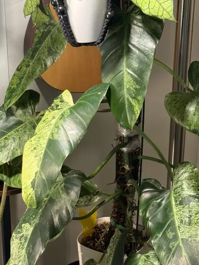 plant/Philodendron Whipple Way Mint - one leaf rooted cutting-3-thumbnail