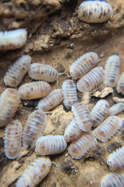 plant/Cubaris murina "Pearls" 12ct isopods-2-thumbnail