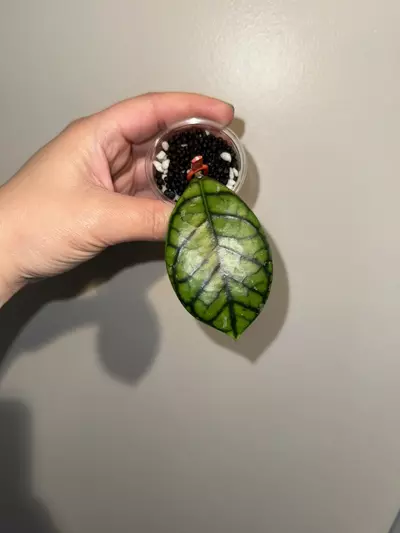 plant/Hoya ‘Chibi’-0-thumbnail