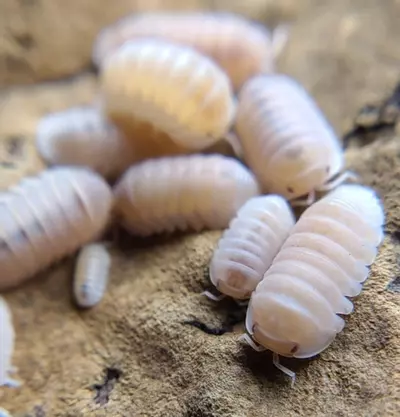 plant/Cubaris murina "Papaya" 12ct isopods-0-thumbnail