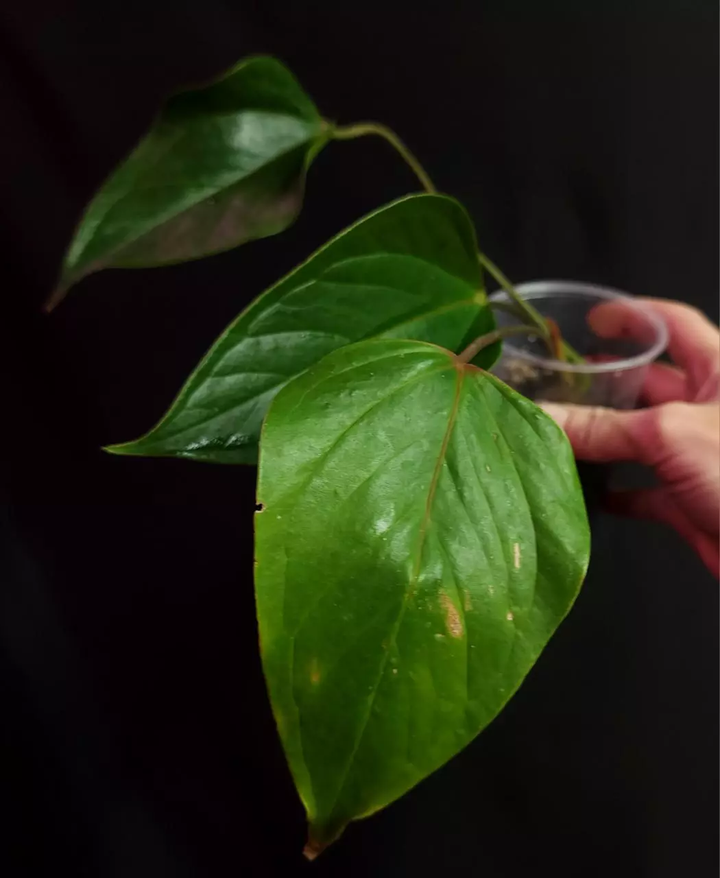 plant/Anthurium NoId-1