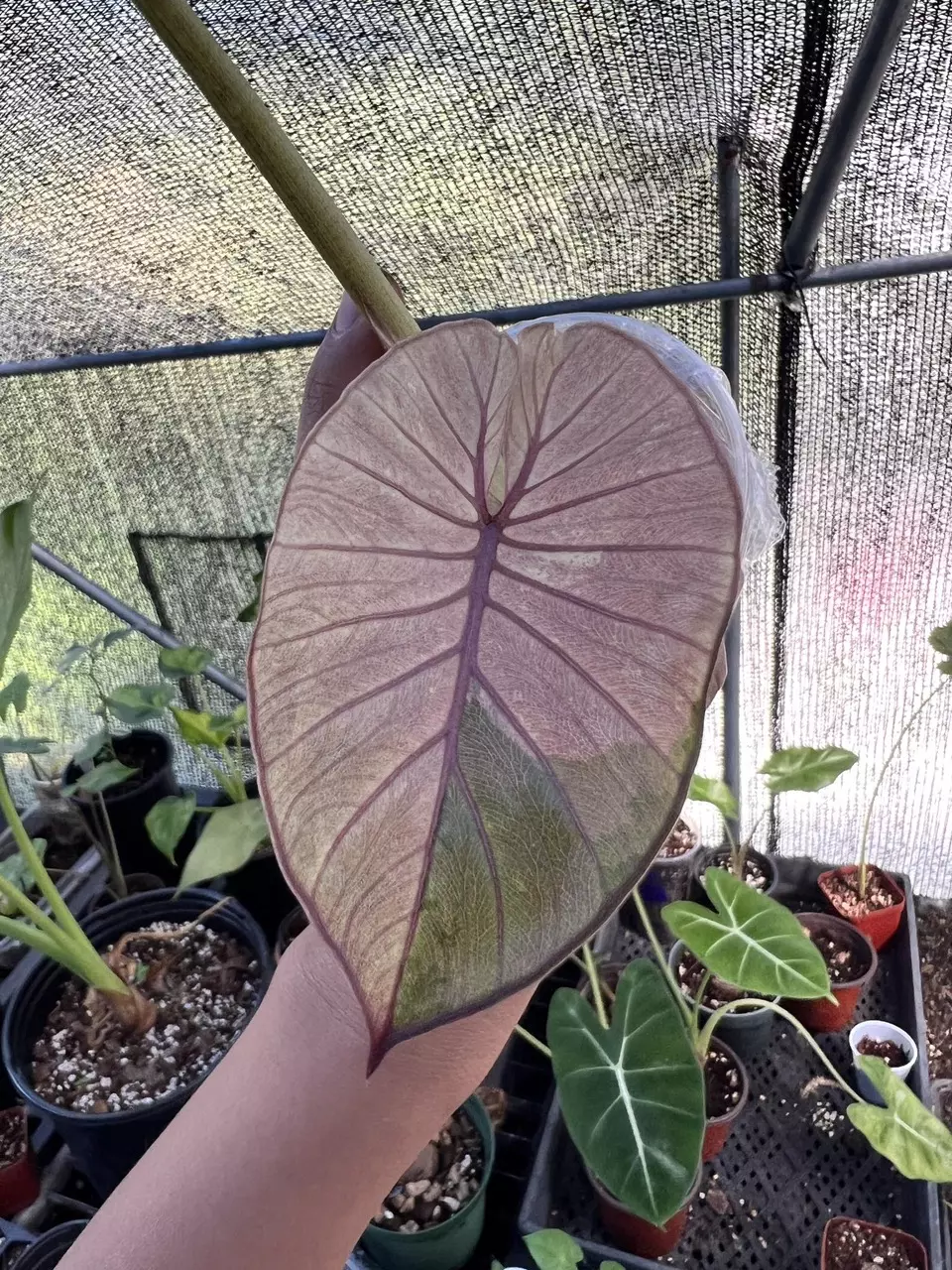 plant/Pink Variegated Alocasia Serendipity-2