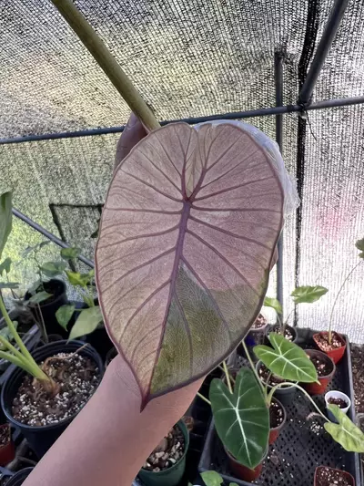 plant/Pink Variegated Alocasia Serendipity-2-thumbnail
