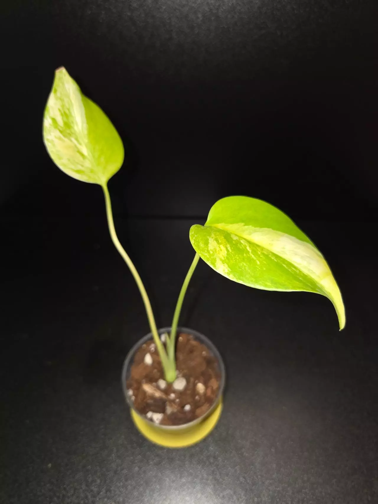 plant/Yellow Marilyn-0