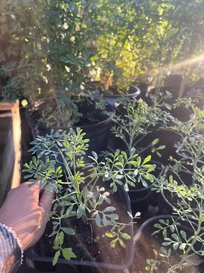 plant/Rue plant-0-thumbnail