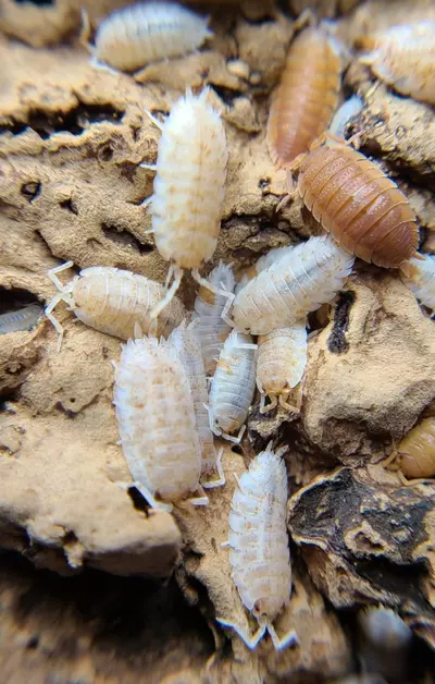 plant/Porcellio scaber "Orange Dalmation" 12ct isopods-2-thumbnail