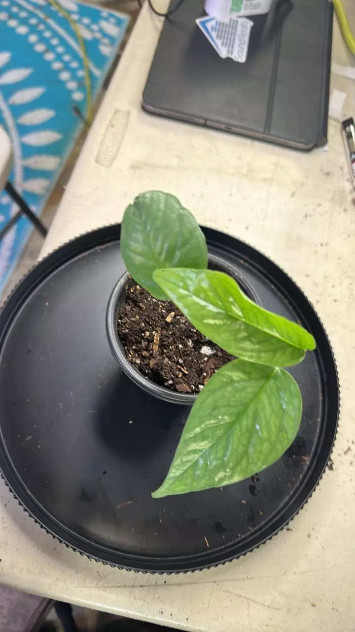 plant/Cebu blue pothos-0