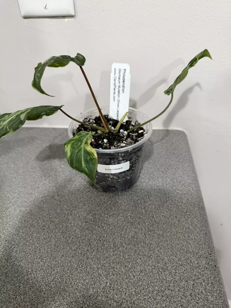plant/Philodendron Gloriosum Mutation Snow Leopard-1
