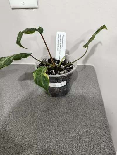 plant/Philodendron Gloriosum Mutation Snow Leopard-1-thumbnail