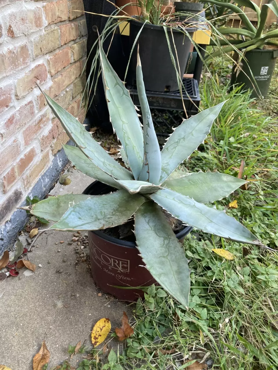 plant/Agave titanota variety-3