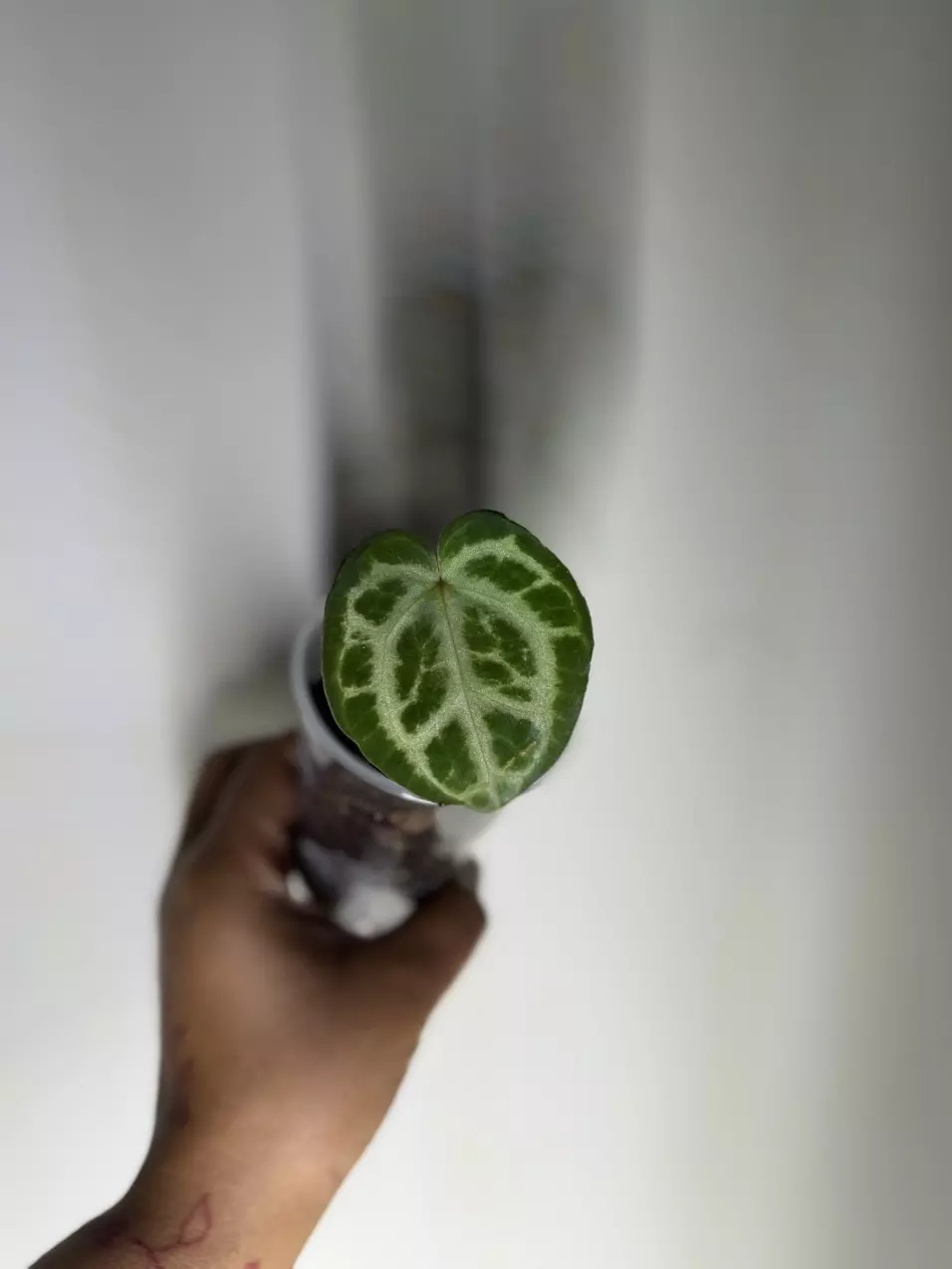 plant/Anthurium NOID-1