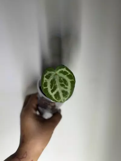 plant/Anthurium NOID-1-thumbnail