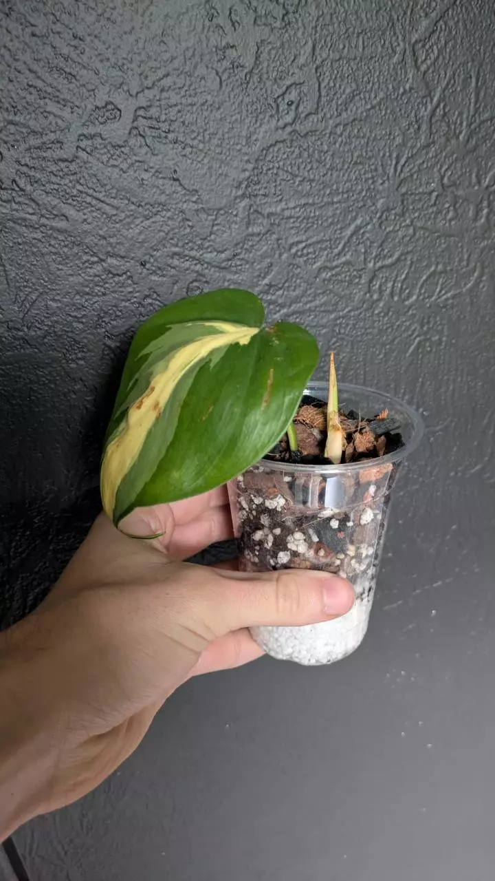 plant/Philodendron 'Brasil'-0