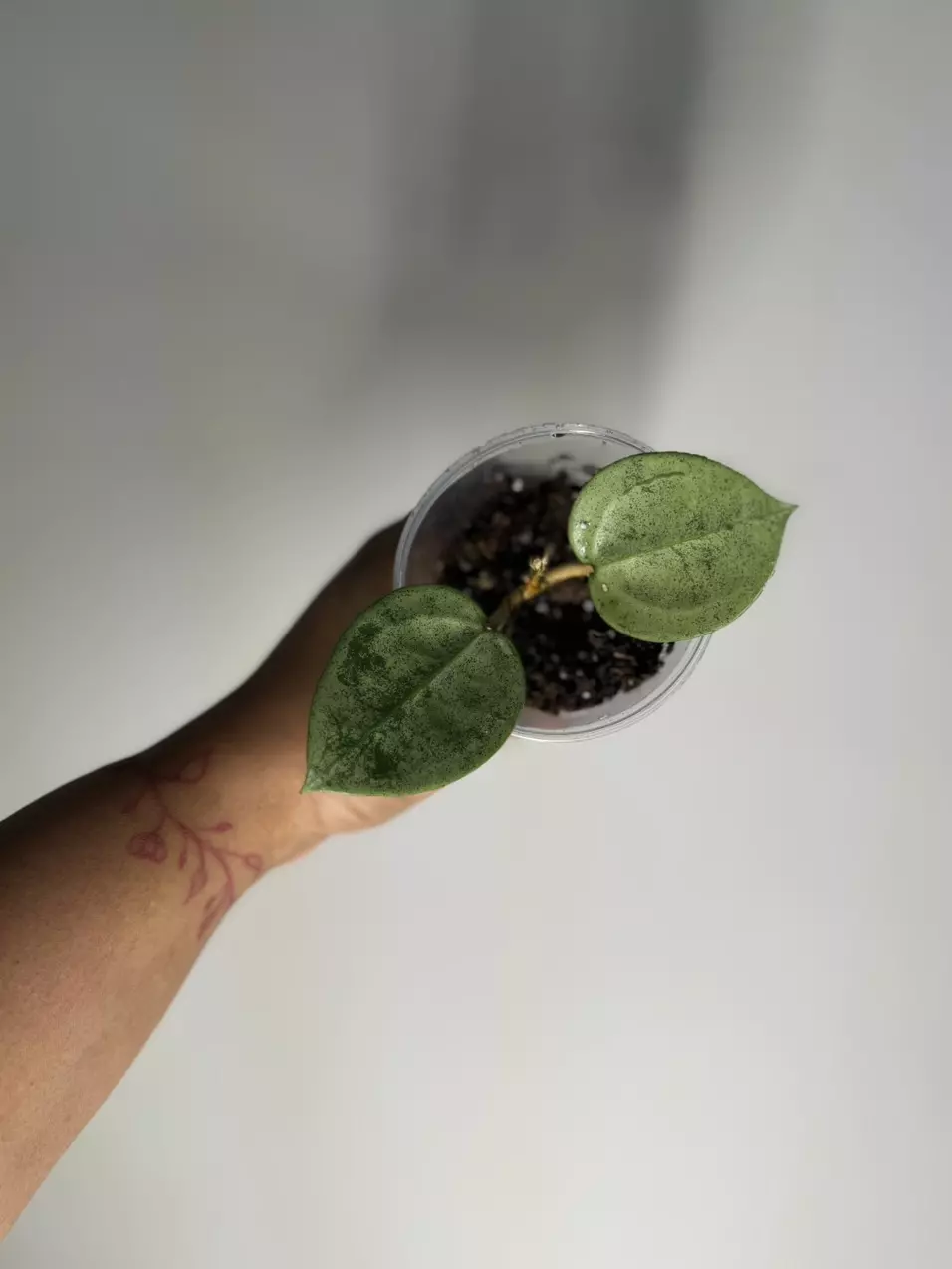 plant/Hoya Verticillata Silver-1