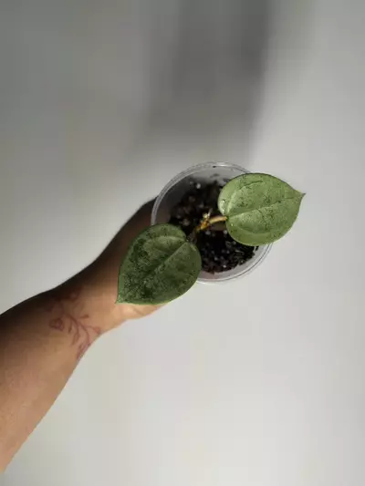 plant/Hoya Verticillata Silver-1-thumbnail