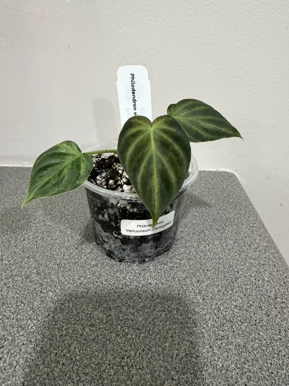 plant/Philodendron Verrucosum Variegated-0