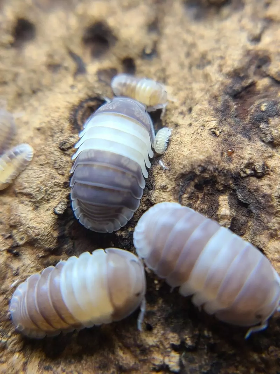 plant/Cubaris "Panda King" 12ct isopods-1