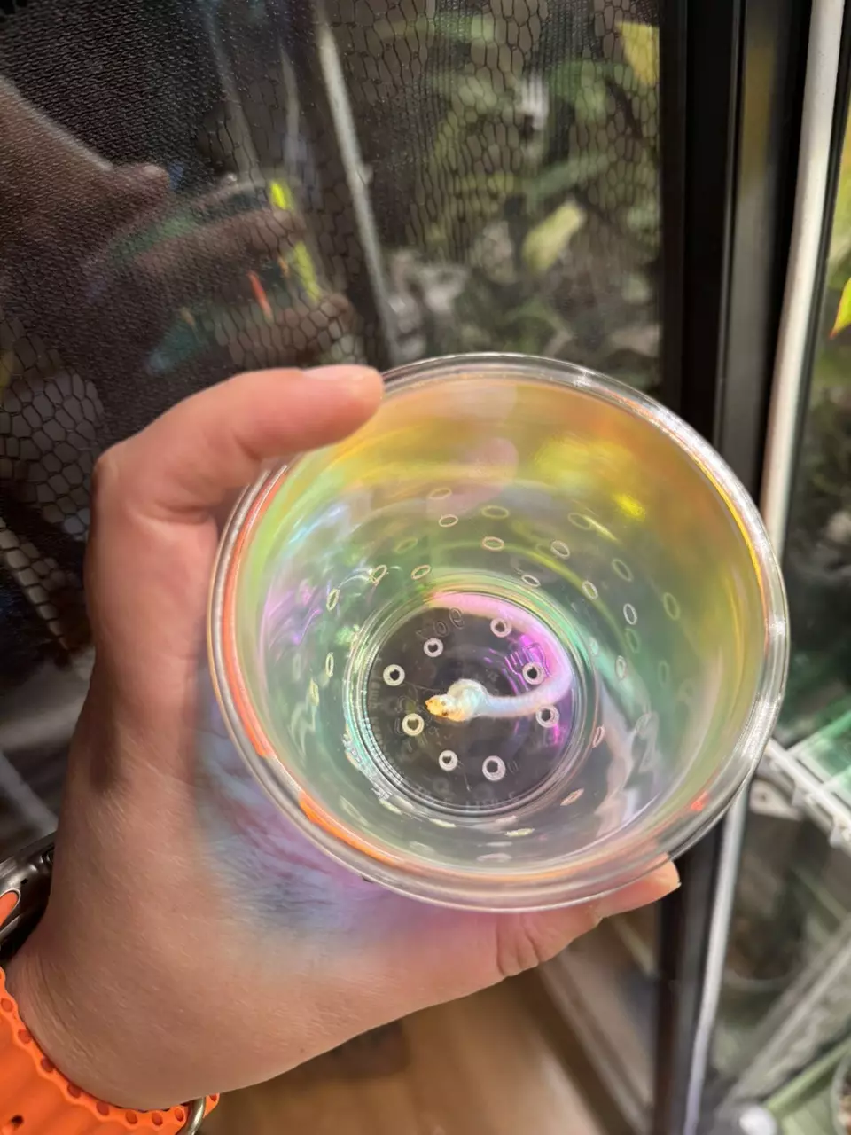 plant/Iridescent Self-Watering Cup-1