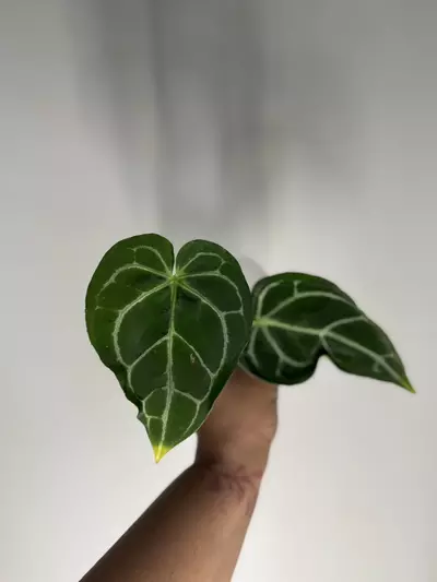 plant/Anthurium NOID-0-thumbnail