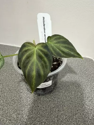 plant/Philodendron Verrucosum Variegated-3-thumbnail