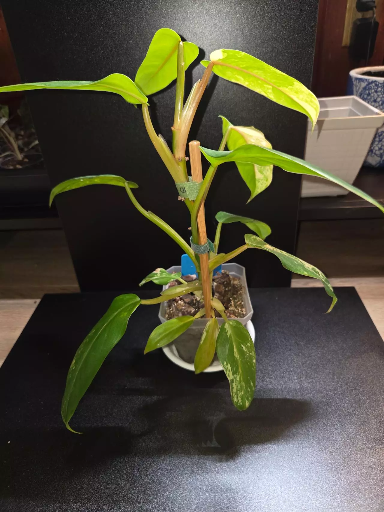 plant/Domesticum Variegated-2