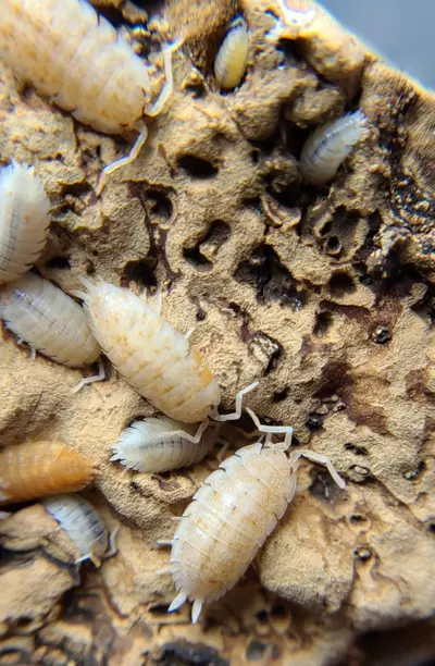 plant/Porcellio scaber "Orange Dalmation" 12ct isopods-0-thumbnail