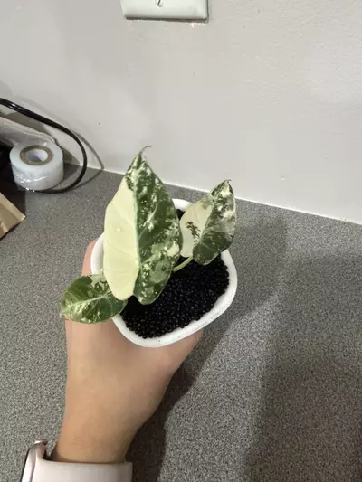 plant/Alocasia Black Velvet Pink-3-thumbnail