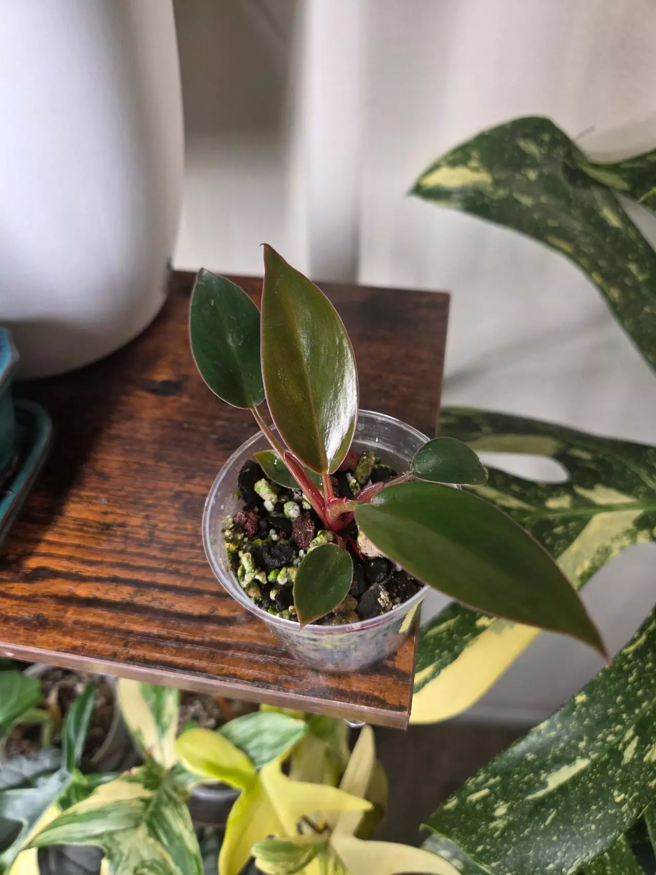 plant/Philodendron Red Congo Starter-0