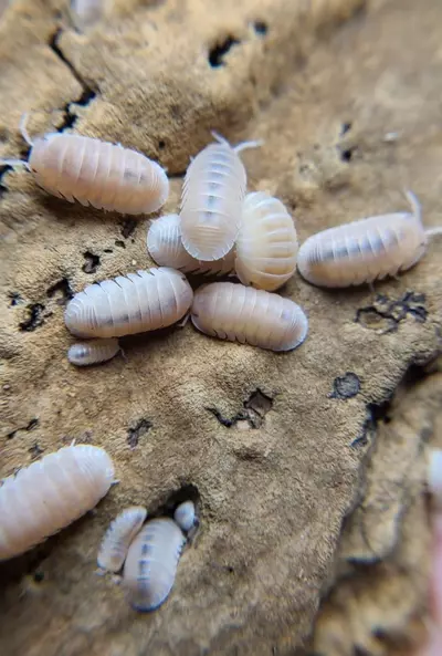 plant/Cubaris murina "Papaya" 12ct isopods-2-thumbnail