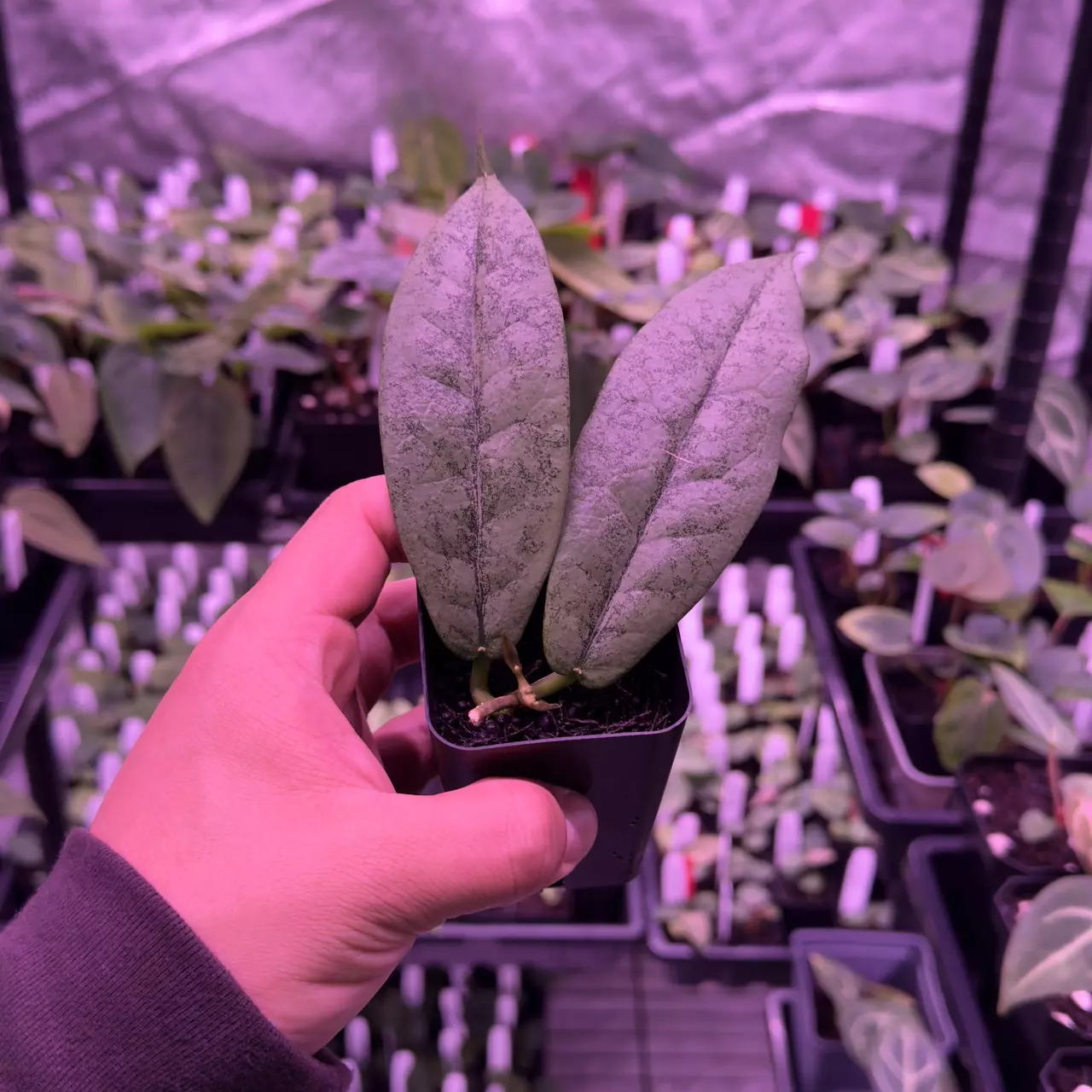 plant/(#84) Hoya mitrata “Silver”-0