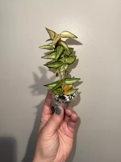 plant/Hoya bella ‘Lida Buís’-0-thumbnail