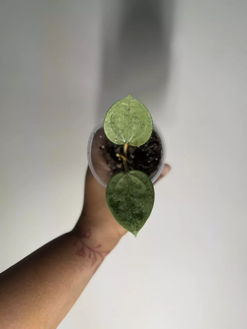 plant/Hoya Verticillata Silver-0